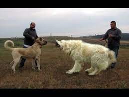 pin on dogs caucasian ovcharka