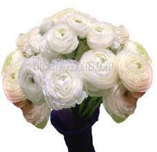 White Ranunculus Want To Buy White Ranunculus Flowers Online If That S The Case Then All You Need To White Ranunculus Wholesale Flowers Ranunculus Flowers