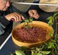 These are sun-dried Wawa red Sichuan peppers, harvested in ...
