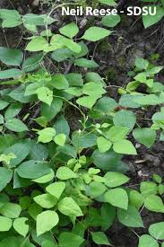 Image result for Amphicarpaea