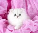 Buy Persian Cats and kittens for Sale Online in Banglore ...