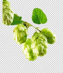 Lupulo png cliparts, all these png images has no background, free & unlimited downloads. Green Fruit Beer Common Hop Hops Hops Natural Foods Food Leaf Png Klipartz