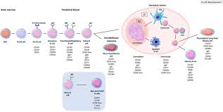 Image result for B-Lymphocyte