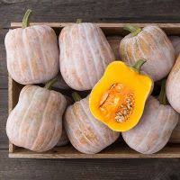 Pin By Mandi Spangler On Garden 2018 Veg And Herbs In 2020 Butternut Squash Butternut Cucumber Beetles