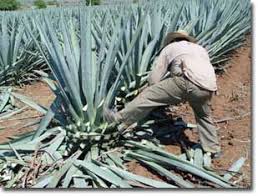 Bad tequila just tastes like artificial sweeteners mixed with fire. Blue Weber Agave Plant Is Used To Make The Best Tequila How To Make Tequila Tequila Cactus Blue Agave Plant Agave Plant Best Tequila