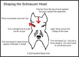 Miniature Schnauzer Grooming Chart