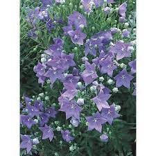 1 Quart In Pot Balloon Flower L5676 Lowes Com Balloon Flowers Ballon Flowers Container Flowers