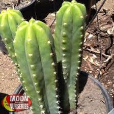 This, consequently, goes without saying that irrigation is more frequent during its production cycle. San Pedro Cactus Cacti Agave More Moon Valley Nurseries