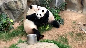 Starting with a basic introduction and ends up with cleaning and plotting. Pandas In Hongkong Sex Lieber Ohne Publikum Panorama Sz De