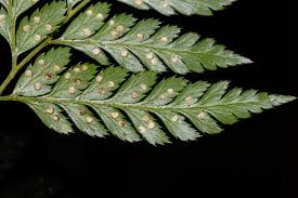 Image result for Arachniodes webbiana