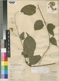 Image result for Tinnea apiculata