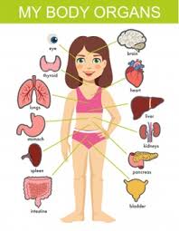 The human body is the entire structure of a human being. Premium Vector Girl Internal Organs Female Human Internal Organs On Girl Body Infographic Diagram For Childrens Education Vector Illustration On White Background