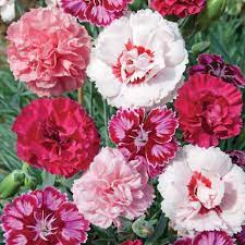 Dianthus Lucky Dip Perennial Biennial Plants Thompson Morgan Pink Perennials South African Flowers Biennial Plants