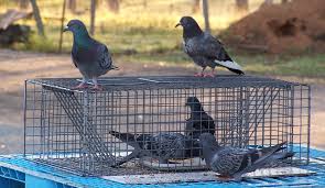 The company current operating status is live with registered address at nordcom two. Pest Animal Management Pest Bird Control