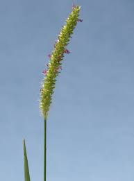 Image result for Setaria parviflora