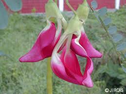 Image result for Sesbania grandiflora
