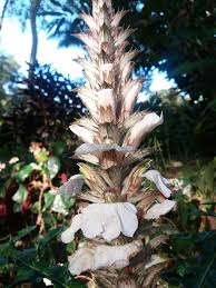 Image result for Acanthus montanus