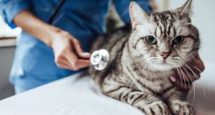 If using the intranasal vaccine, consider. Cat Vaccinations Schedule Benefits And Side Effects