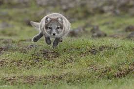 This far i know 'cause here in blue fox is not a species blue fox is only a colour variation of arctic fox polar foxes are usually totally white in winter, but some of them are grey also in. Surprisingly Fantastic Facts About The Arctic Fox Animal Sake