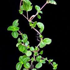 Image result for Pilea sublucens