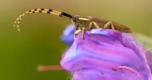 Image result for Arthropteris anniana