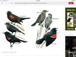 Name Birds That Start With F Red Winged Blackbird Red Wing Blackbird Black Bird Bird Illustration