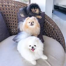 boo family pomeranian puppy boo the dog pomeranian puppy boo