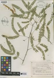 Image result for Acacia adenocalyx