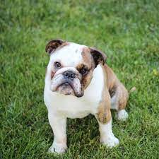 Maybe you would like to learn more about one of these? English Bulldog Breeders Cheap Online