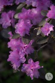 Three Little Kittens Blooming Today Bloom Beautiful Flowers Little Kittens