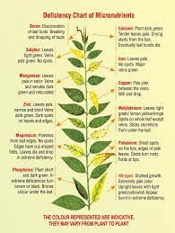 Aquatic Plant Nutrient Deficiency Chart Images Hydroponicsinfographic Plant Nutrients Plants Plant Diseases