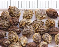 Image result for Carica papaya