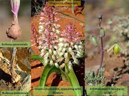 Image result for Hyacinthaceae