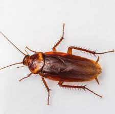 Pretty soon your house will be filled with dead cockroaches! How To Get Rid Of Roaches How To Kill Cockroaches And Stop An Infestation