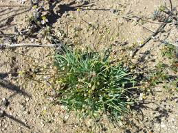 Image result for Hypertelis