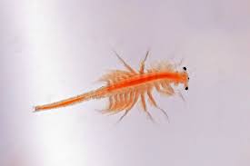 Place a jar of water on a window sill or under intense lighting with an old. How To Hatch Your Own Brine Shrimp