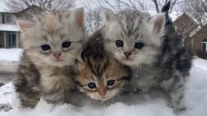 Tunie S Siberians Minnesota S Foremost Home Of Traditional Siberian Forest Cats And Kittens