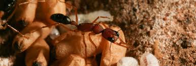 Free shipping for many products! Pest Control Brisbane 1300 044 219 Brisbane Local Pest Control