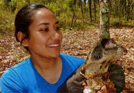 Reproductive Biology and Natural History of the White-lipped Pit Viper  (Trimeresurus albolabris Gray, 1842) in Hong Kong