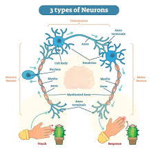 Divisions of the nervous system 1. 3 Types Of Neurons Plus Facts About The Nervous System Nayturr