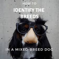 Jack mccloud meets with a car accident and his leg is broken by jane holman. How To Identify The Breeds In A Mixed Breed Dog Pethelpful By Fellow Animal Lovers And Experts