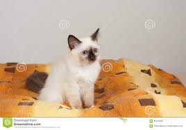 Seal Point Birman Kittens For Sale Nz A Seal Point Birman Cat 4 Month Old Kitten Male Stock Image Image Of Burma Pillow 95108495