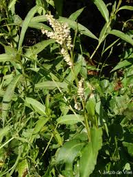 Image result for Persicaria barbata
