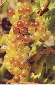 St Cyprien Le Muscat De Rivesaltes Est Un Vin Doux Naturel Muscat De Rivesaltes Canigou Vin Doux Naturel