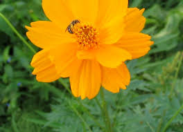 Image result for Afrosolen setifolius