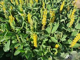 Image result for Crotalaria johnstonii