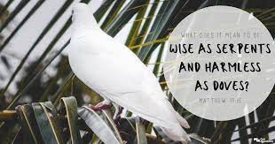 Guileless and innocent as doves. What Does It Mean To Be Wise As Serpents And Harmless As Doves Matthew 10 16 Gotquestions Org