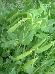 The 'sugar ann,' or 'sweet. Learn More About Growing Sugar Snap Peas
