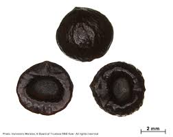 Image result for Tarenna junodii