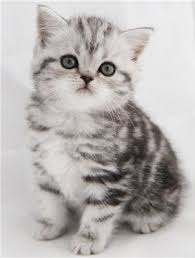 Silver Tabby British Kitty Cute Cats Kittens Cutest American Shorthair Cat